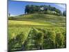 Vineyards, St. Emilion, Gironde, France, Europe-Robert Cundy-Mounted Photographic Print