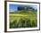 Vineyards, St. Emilion, Gironde, France, Europe-Robert Cundy-Framed Photographic Print