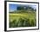 Vineyards, St. Emilion, Gironde, France, Europe-Robert Cundy-Framed Photographic Print