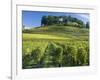 Vineyards, St. Emilion, Gironde, France, Europe-Robert Cundy-Framed Photographic Print