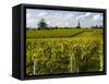 Vineyards, St. Emilion, Gironde, France, Europe-Robert Cundy-Framed Stretched Canvas