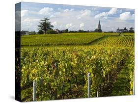 Vineyards, St. Emilion, Gironde, France, Europe-Robert Cundy-Stretched Canvas