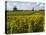 Vineyards, St. Emilion, Gironde, France, Europe-Robert Cundy-Stretched Canvas