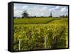 Vineyards, St. Emilion, Gironde, France, Europe-Robert Cundy-Framed Stretched Canvas