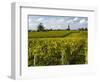 Vineyards, St. Emilion, Gironde, France, Europe-Robert Cundy-Framed Photographic Print