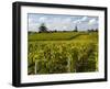 Vineyards, St. Emilion, Gironde, France, Europe-Robert Cundy-Framed Photographic Print