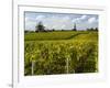 Vineyards, St. Emilion, Gironde, France, Europe-Robert Cundy-Framed Photographic Print