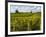 Vineyards, St. Emilion, Gironde, France, Europe-Robert Cundy-Framed Photographic Print