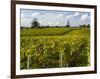 Vineyards, St. Emilion, Gironde, France, Europe-Robert Cundy-Framed Photographic Print