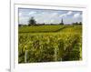 Vineyards, St. Emilion, Gironde, France, Europe-Robert Cundy-Framed Photographic Print