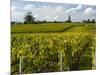 Vineyards, St. Emilion, Gironde, France, Europe-Robert Cundy-Mounted Photographic Print