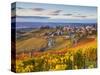Vineyards, Treiso, Nr Alba, Langhe, Piedmont (or Piemonte or Piedmonte), Italy-Peter Adams-Stretched Canvas