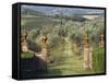 Vineyards, Tuscany, Italy-Adam Jones-Framed Stretched Canvas