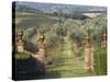 Vineyards, Tuscany, Italy-Adam Jones-Stretched Canvas