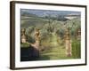 Vineyards, Tuscany, Italy-Adam Jones-Framed Photographic Print