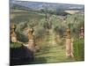 Vineyards, Tuscany, Italy-Adam Jones-Mounted Photographic Print