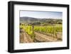 Vineyards, Val D'Orcia, UNESCO World Heritage Site, Tuscany, Italy, Europe-Julian Elliott-Framed Photographic Print