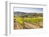 Vineyards, Val D'Orcia, UNESCO World Heritage Site, Tuscany, Italy, Europe-Julian Elliott-Framed Photographic Print