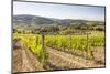 Vineyards, Val D'Orcia, UNESCO World Heritage Site, Tuscany, Italy, Europe-Julian Elliott-Mounted Photographic Print