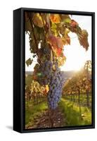 Vineyards with Red Wine Grapes in Autumn at Sunset, Esslingen, Baden Wurttemberg, Germany, Europe-Markus Lange-Framed Stretched Canvas