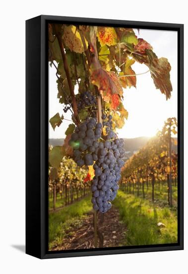 Vineyards with Red Wine Grapes in Autumn at Sunset, Esslingen, Baden Wurttemberg, Germany, Europe-Markus Lange-Framed Stretched Canvas