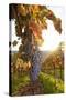 Vineyards with Red Wine Grapes in Autumn at Sunset, Esslingen, Baden Wurttemberg, Germany, Europe-Markus Lange-Stretched Canvas