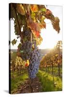 Vineyards with Red Wine Grapes in Autumn at Sunset, Esslingen, Baden Wurttemberg, Germany, Europe-Markus Lange-Stretched Canvas