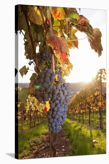 Vineyards with Red Wine Grapes in Autumn at Sunset, Esslingen, Baden Wurttemberg, Germany, Europe-Markus Lange-Stretched Canvas