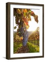 Vineyards with Red Wine Grapes in Autumn at Sunset, Esslingen, Baden Wurttemberg, Germany, Europe-Markus Lange-Framed Photographic Print