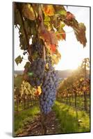 Vineyards with Red Wine Grapes in Autumn at Sunset, Esslingen, Baden Wurttemberg, Germany, Europe-Markus Lange-Mounted Photographic Print