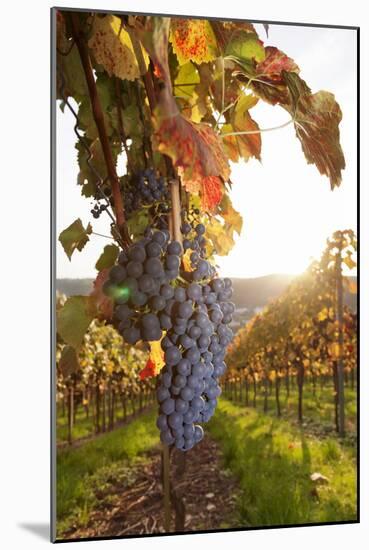 Vineyards with Red Wine Grapes in Autumn at Sunset, Esslingen, Baden Wurttemberg, Germany, Europe-Markus Lange-Mounted Photographic Print