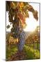 Vineyards with Red Wine Grapes in Autumn at Sunset, Esslingen, Baden Wurttemberg, Germany, Europe-Markus Lange-Mounted Photographic Print