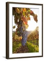 Vineyards with Red Wine Grapes in Autumn at Sunset, Esslingen, Baden Wurttemberg, Germany, Europe-Markus Lange-Framed Photographic Print