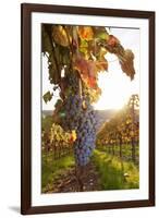 Vineyards with Red Wine Grapes in Autumn at Sunset, Esslingen, Baden Wurttemberg, Germany, Europe-Markus Lange-Framed Photographic Print