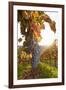 Vineyards with Red Wine Grapes in Autumn at Sunset, Esslingen, Baden Wurttemberg, Germany, Europe-Markus Lange-Framed Photographic Print