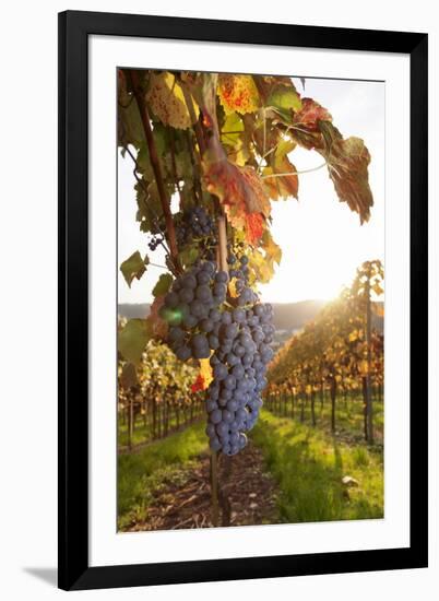 Vineyards with Red Wine Grapes in Autumn at Sunset, Esslingen, Baden Wurttemberg, Germany, Europe-Markus Lange-Framed Photographic Print