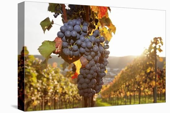 Vineyards with Red Wine Grapes in Autumn at Sunset, Esslingen, Baden Wurttemberg, Germany, Europe-Markus Lange-Stretched Canvas