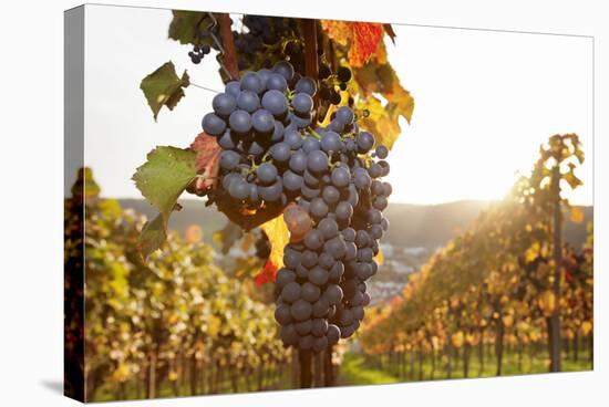 Vineyards with Red Wine Grapes in Autumn at Sunset, Esslingen, Baden Wurttemberg, Germany, Europe-Markus Lange-Stretched Canvas