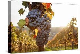 Vineyards with Red Wine Grapes in Autumn at Sunset, Esslingen, Baden Wurttemberg, Germany, Europe-Markus Lange-Stretched Canvas