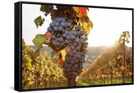 Vineyards with Red Wine Grapes in Autumn at Sunset, Esslingen, Baden Wurttemberg, Germany, Europe-Markus Lange-Framed Stretched Canvas