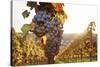 Vineyards with Red Wine Grapes in Autumn at Sunset, Esslingen, Baden Wurttemberg, Germany, Europe-Markus Lange-Stretched Canvas