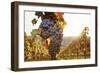 Vineyards with Red Wine Grapes in Autumn at Sunset, Esslingen, Baden Wurttemberg, Germany, Europe-Markus Lange-Framed Photographic Print