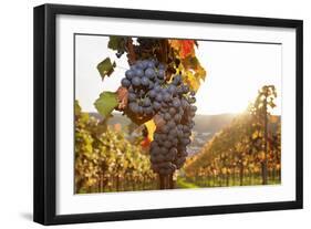 Vineyards with Red Wine Grapes in Autumn at Sunset, Esslingen, Baden Wurttemberg, Germany, Europe-Markus Lange-Framed Photographic Print