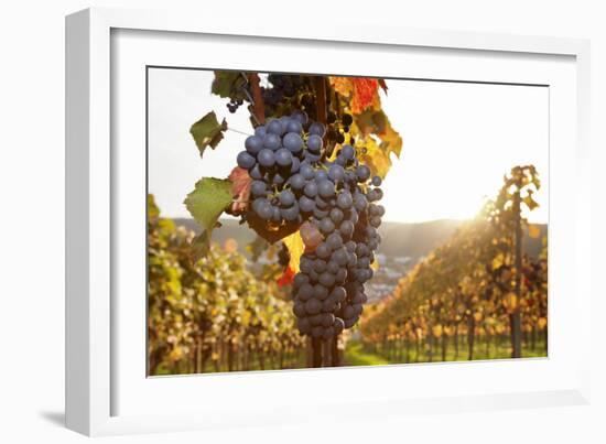 Vineyards with Red Wine Grapes in Autumn at Sunset, Esslingen, Baden Wurttemberg, Germany, Europe-Markus Lange-Framed Photographic Print