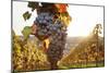 Vineyards with Red Wine Grapes in Autumn at Sunset, Esslingen, Baden Wurttemberg, Germany, Europe-Markus Lange-Mounted Photographic Print