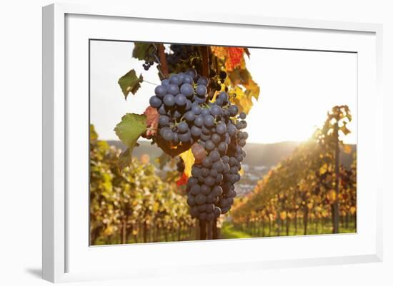 Vineyards with Red Wine Grapes in Autumn at Sunset, Esslingen, Baden Wurttemberg, Germany, Europe-Markus Lange-Framed Photographic Print