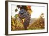 Vineyards with Red Wine Grapes in Autumn at Sunset, Esslingen, Baden Wurttemberg, Germany, Europe-Markus Lange-Framed Photographic Print