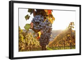 Vineyards with Red Wine Grapes in Autumn at Sunset, Esslingen, Baden Wurttemberg, Germany, Europe-Markus Lange-Framed Photographic Print