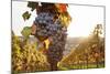 Vineyards with Red Wine Grapes in Autumn at Sunset, Esslingen, Baden Wurttemberg, Germany, Europe-Markus Lange-Mounted Photographic Print