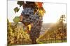 Vineyards with Red Wine Grapes in Autumn at Sunset, Esslingen, Baden Wurttemberg, Germany, Europe-Markus Lange-Mounted Photographic Print